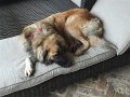 Alex_MooseDiscoversPool (34)